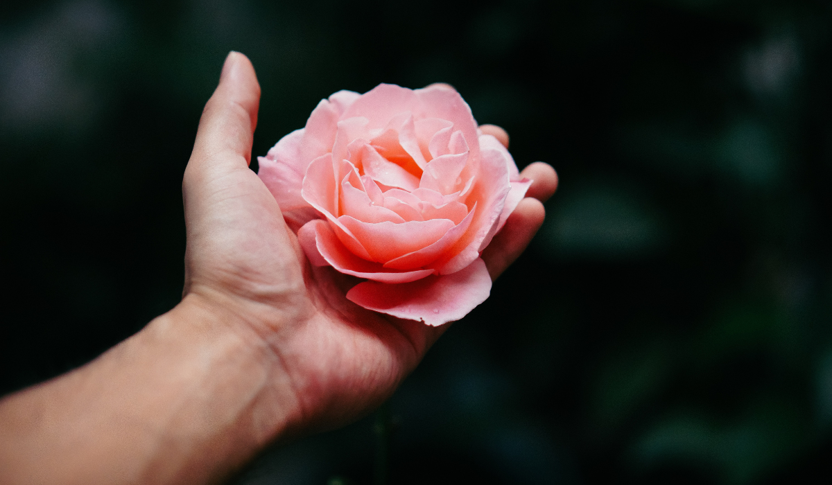 holding a rose