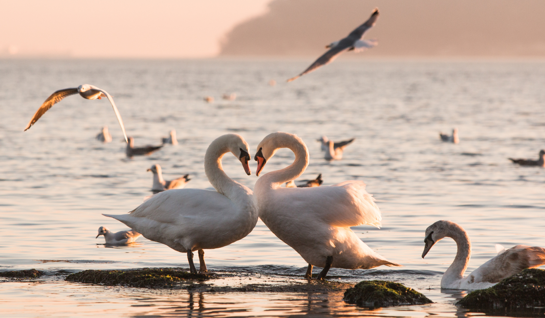 swans twin flame symbols